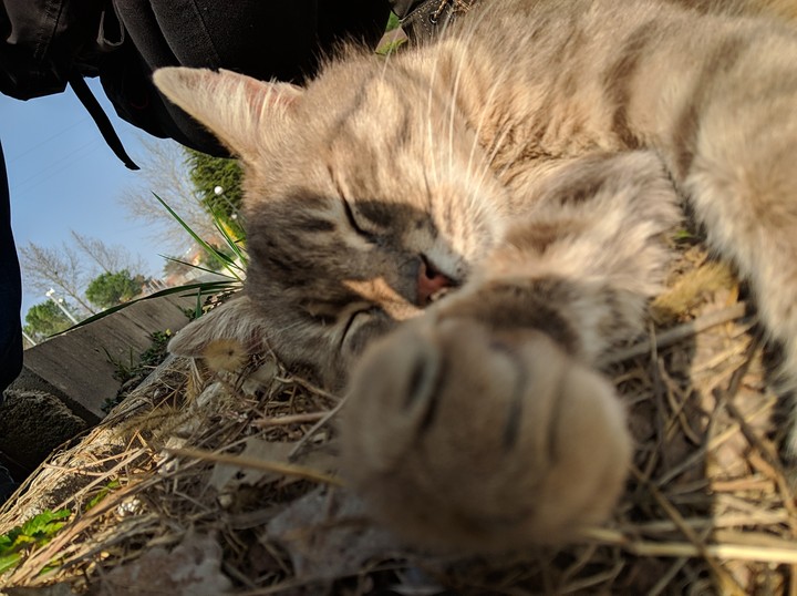 Little cat sleeping in the sun