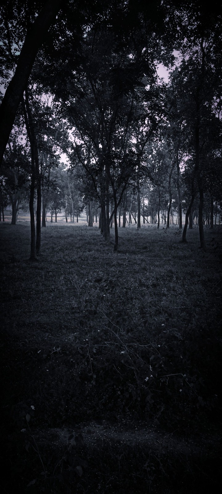 forest