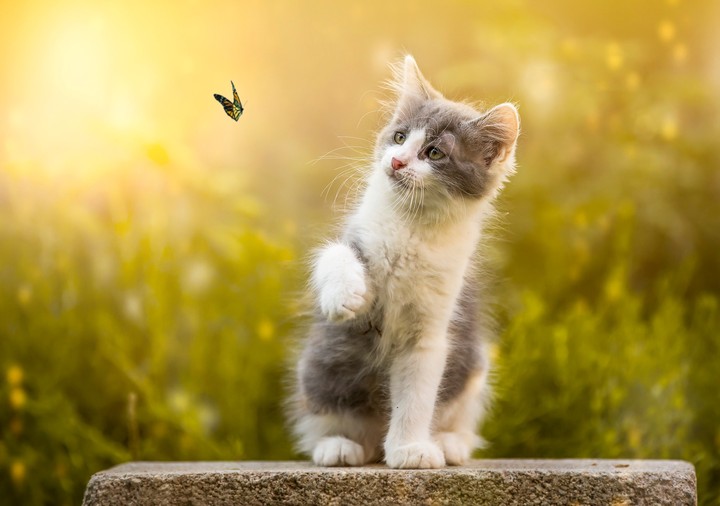 kitty