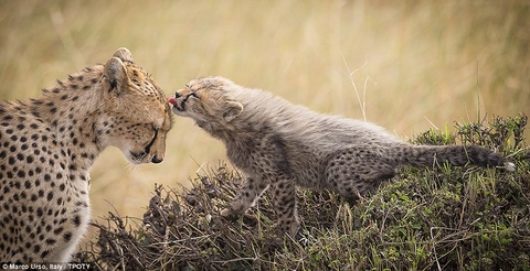mother-cheetah and her child!