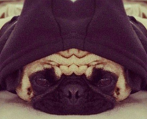Cute symmetric doggy