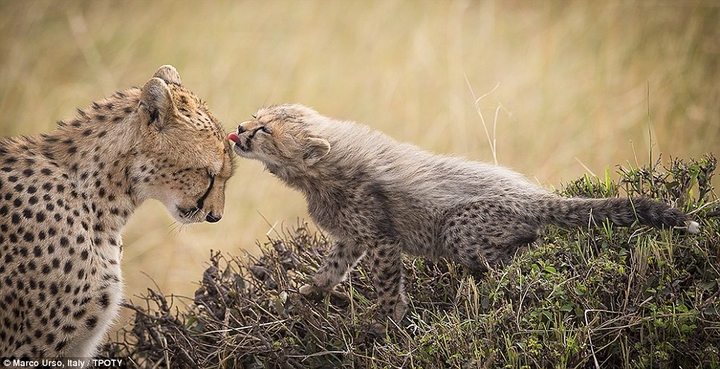 mother-cheetah and her child!