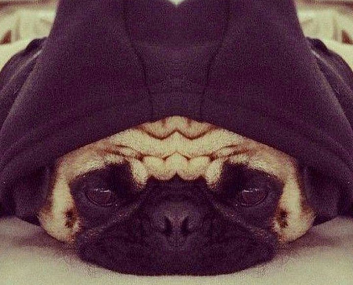 Cute symmetric doggy