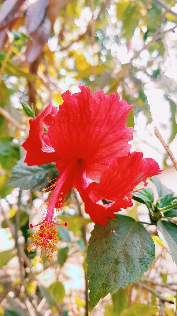 Red Hibiscus Flower