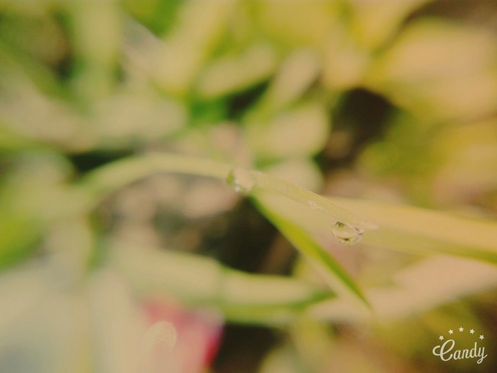 dew drops