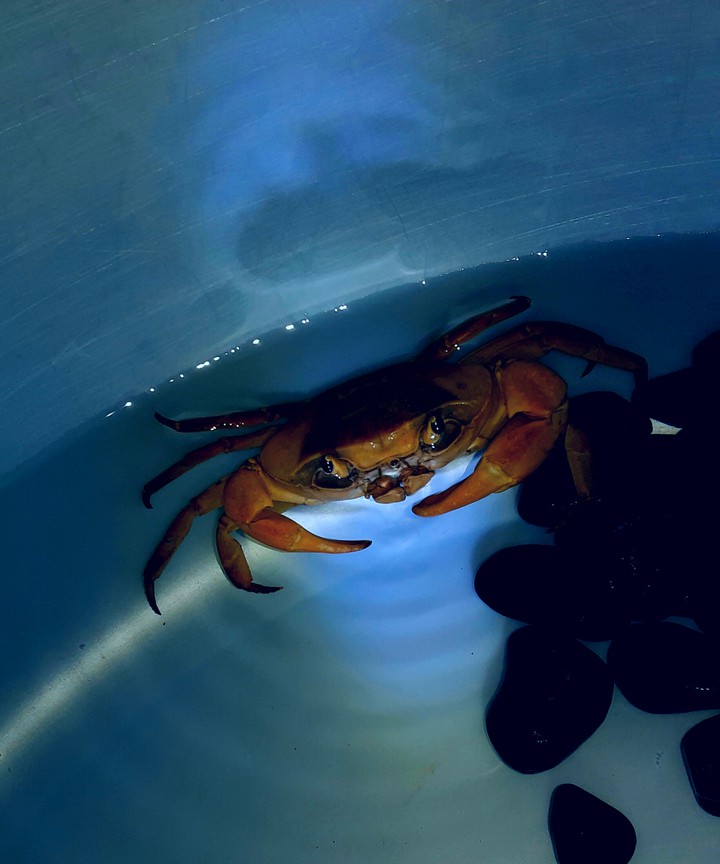 my pet crabston