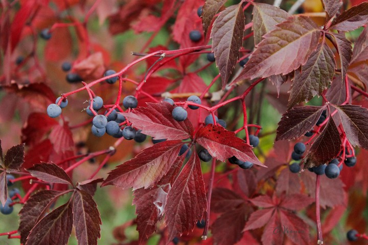 O.V. ♡ my Autumn