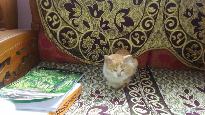 Softy Kitten