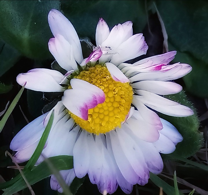 Daisy daisy
