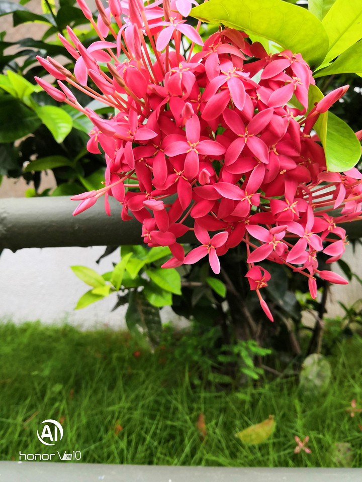 flowers