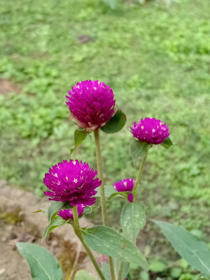 pink love