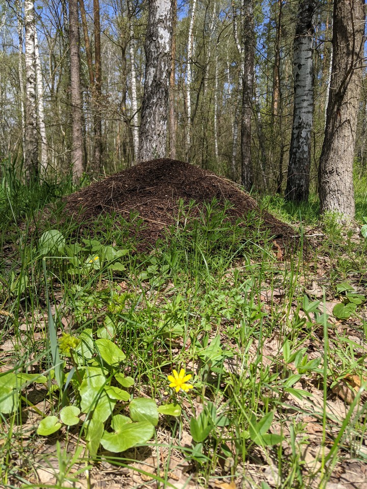 Anthill