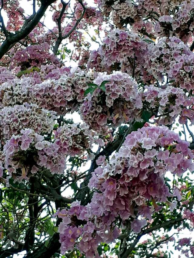 Flores de Ipê Roxo