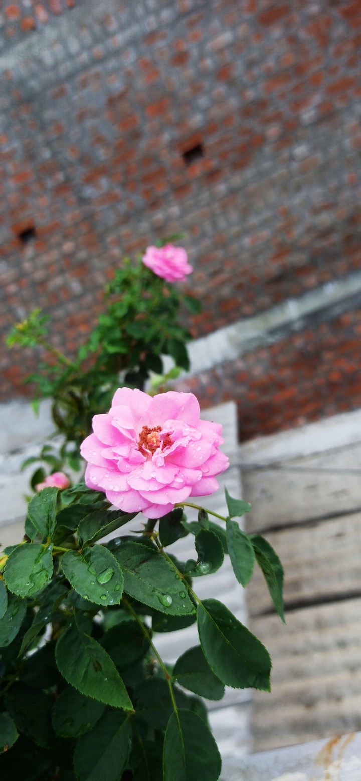rose
