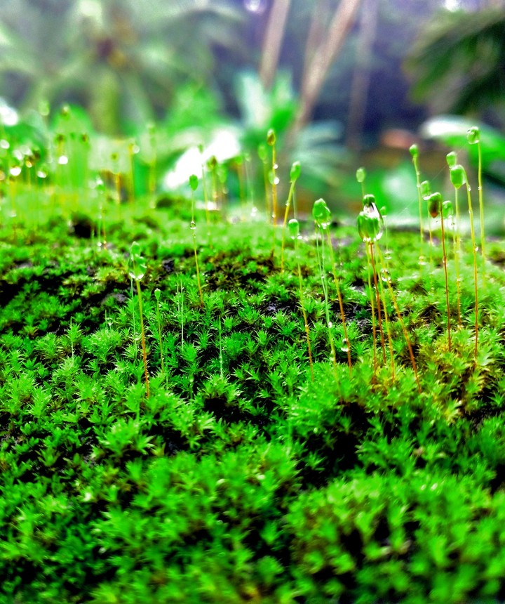 Nature