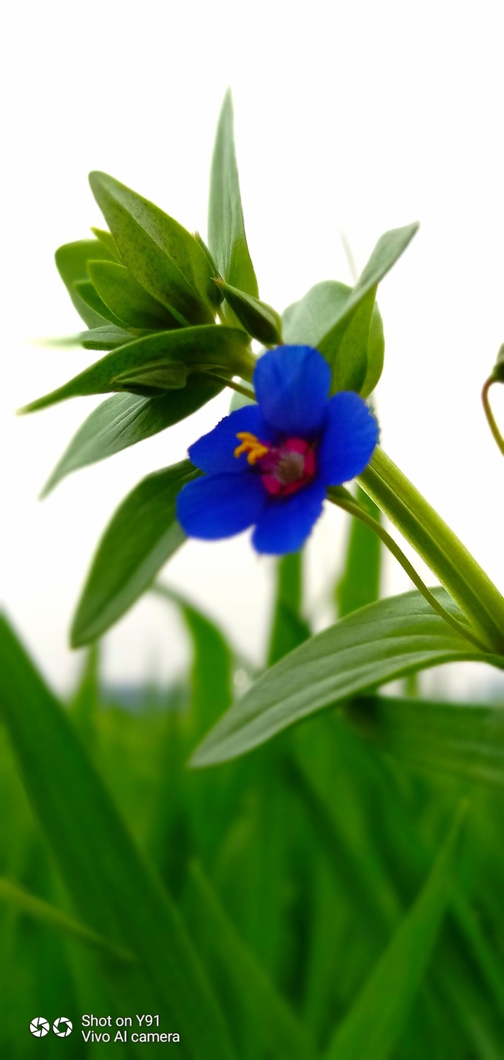 Beauty  of Nature