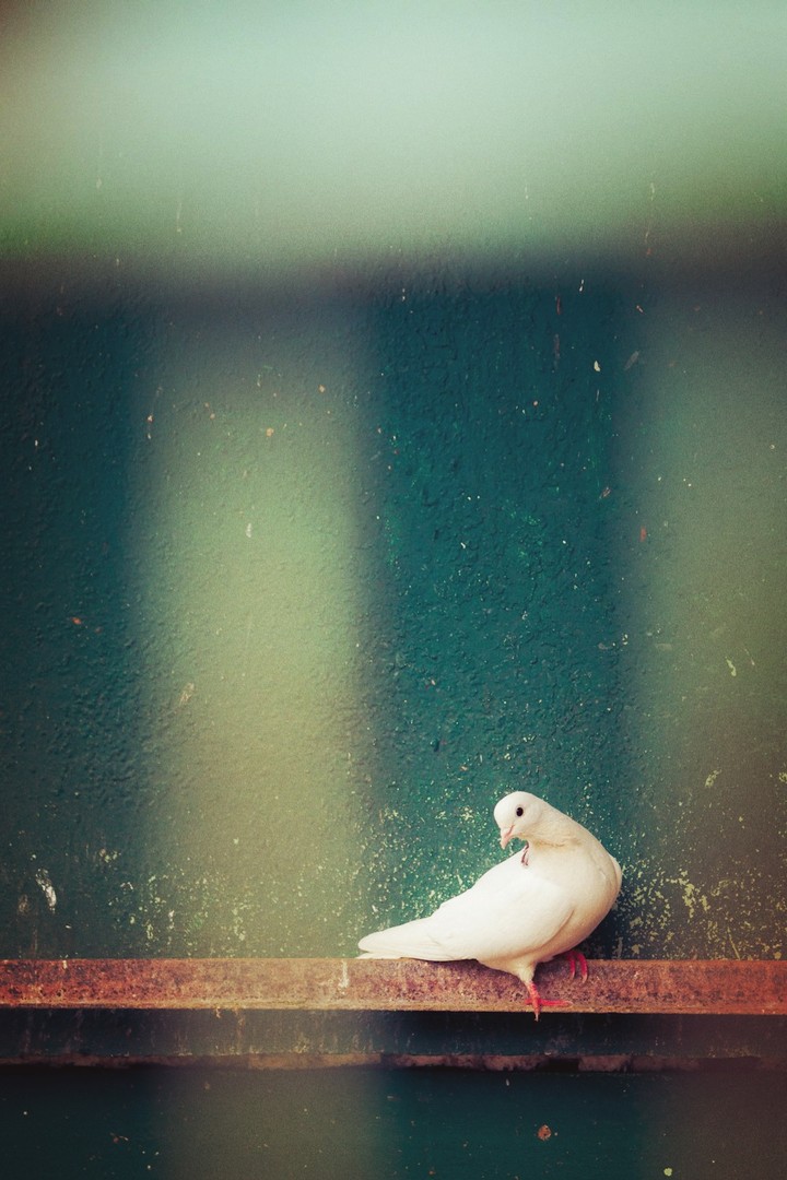 bird