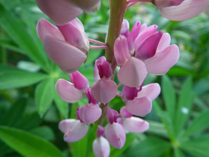 Beautiful flowers for the new day