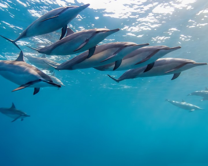 dolphins