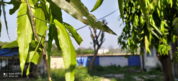 A Portrait of Leaves