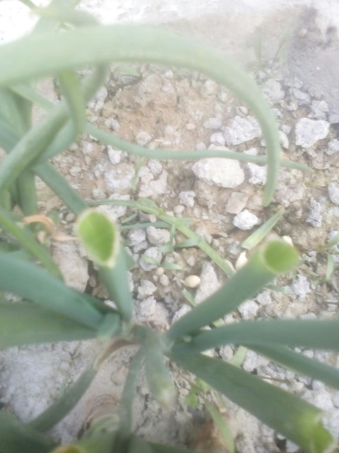 обои flora, plant