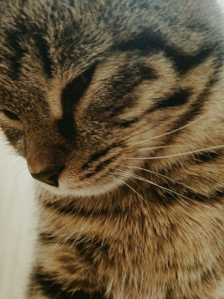 Nala