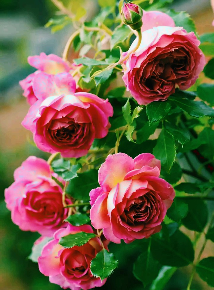 Rose