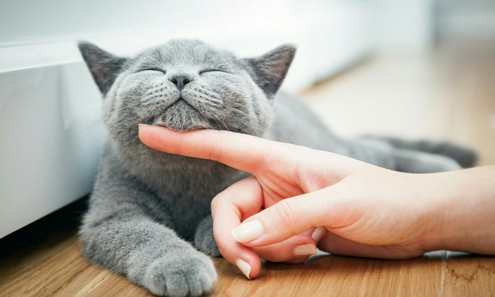 Котик
