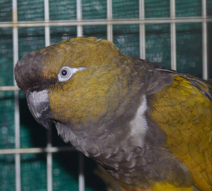 Our male Patagonian Conure.