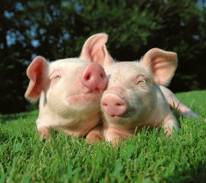 Pigs
