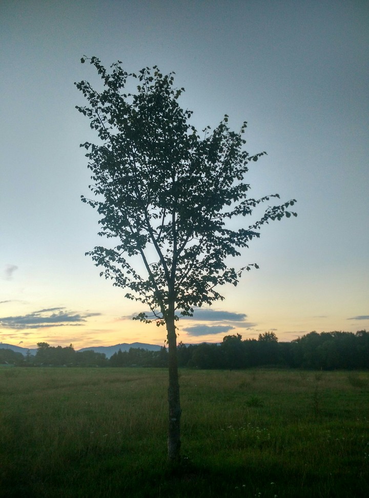 Tree of happiness
