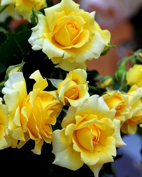 Rose