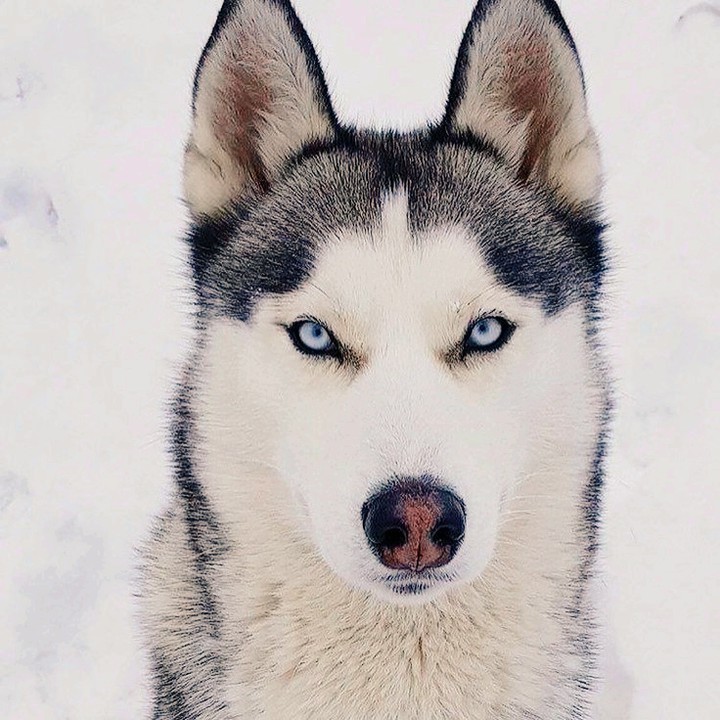 хаски