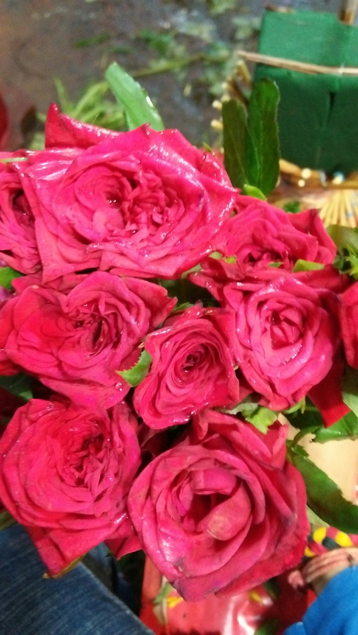 Beauty of rose
