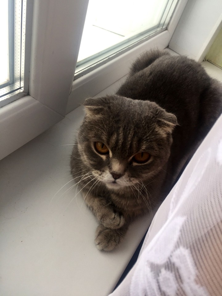 cat
