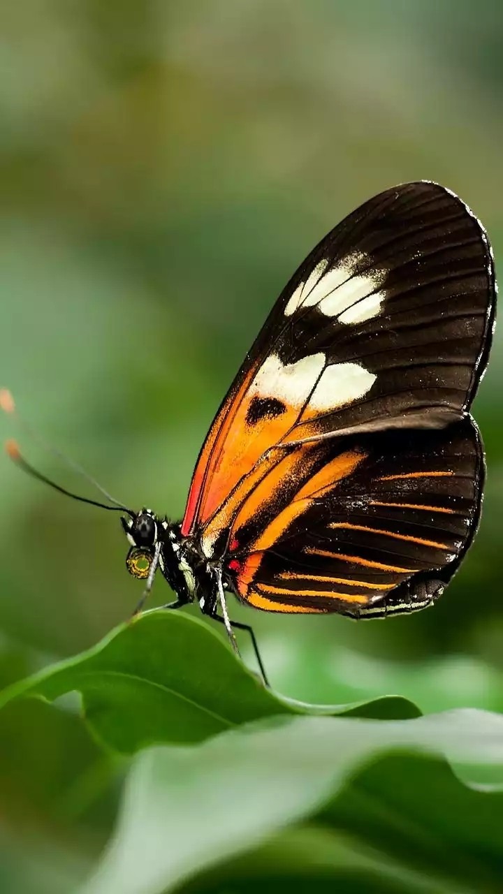 butterfly