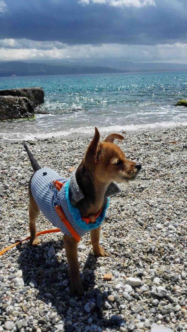 my chihuaua Oliver 8 months old