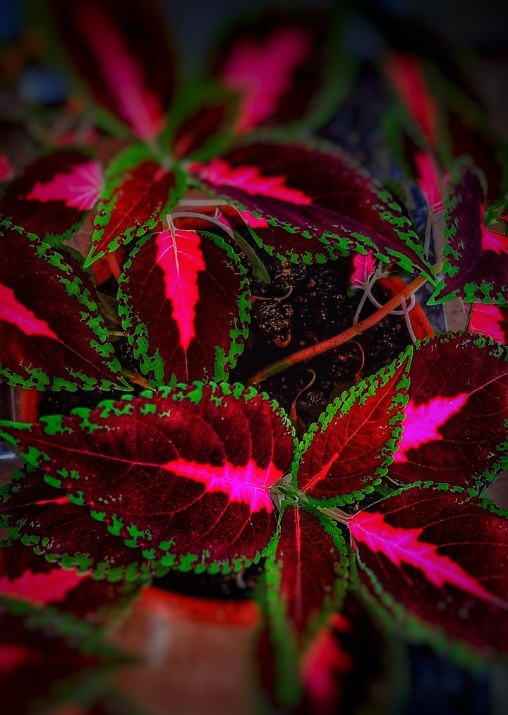avatar plant