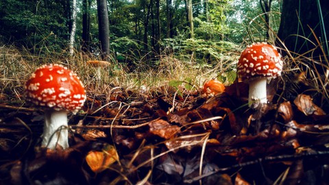 red toadstool