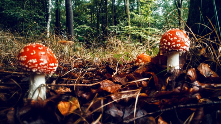 red toadstool