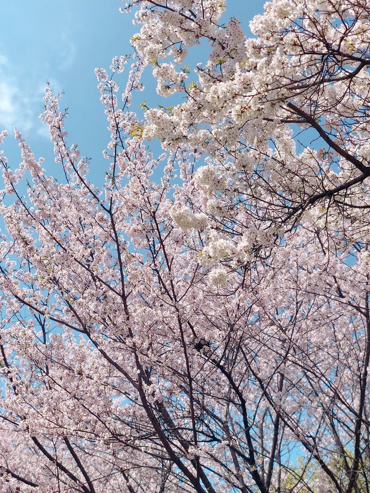Spring Flowers