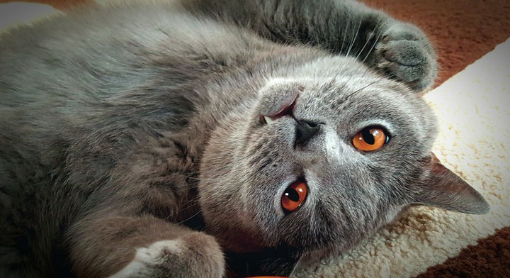 British shorthair
