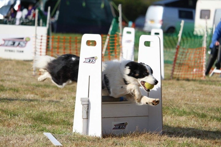 The Border Collie Because There Is No Better Dog