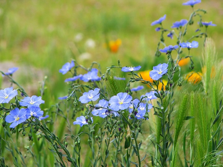 Blue Flax