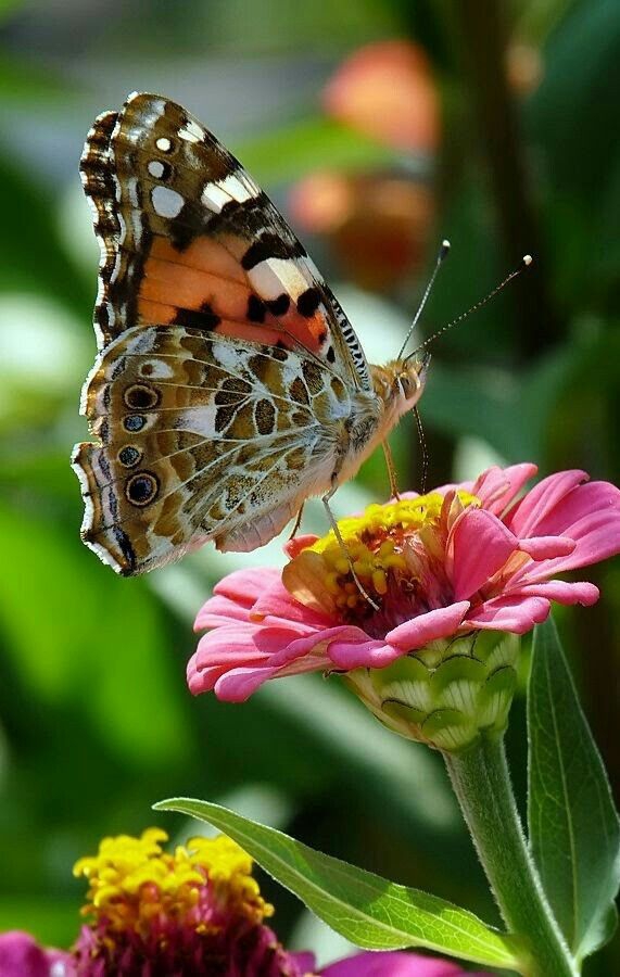 butterfly