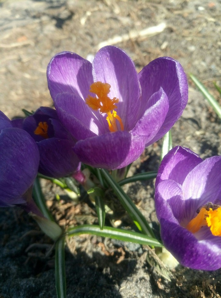 ...flowers..