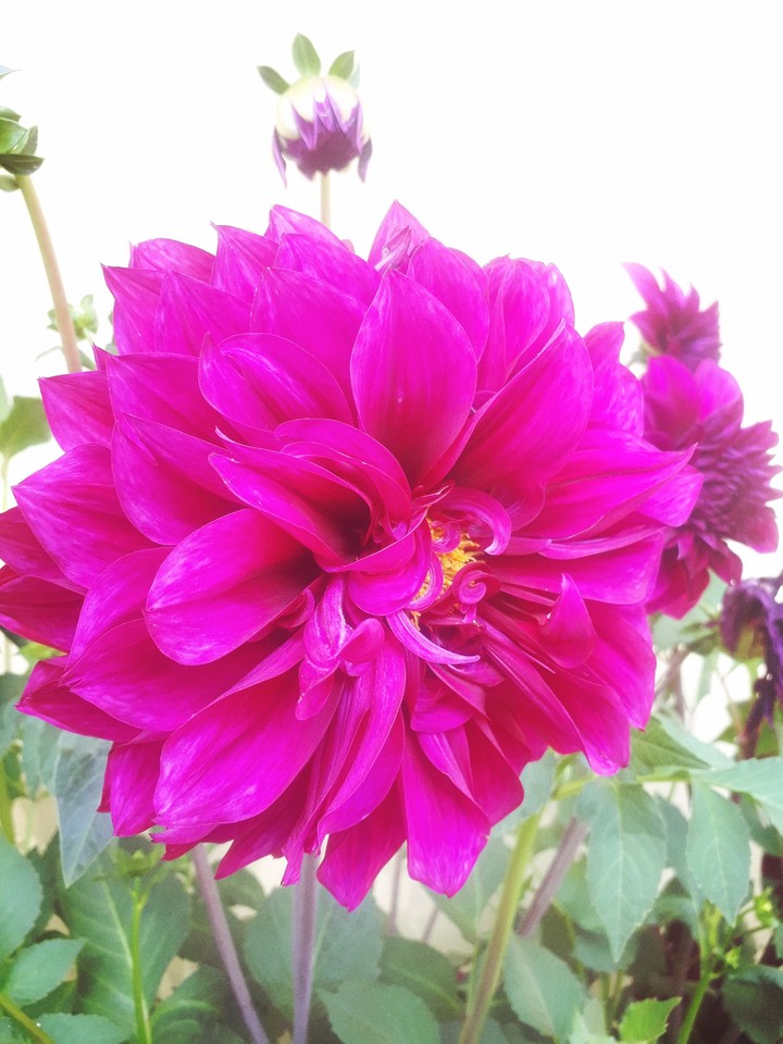 Real Natural Colour