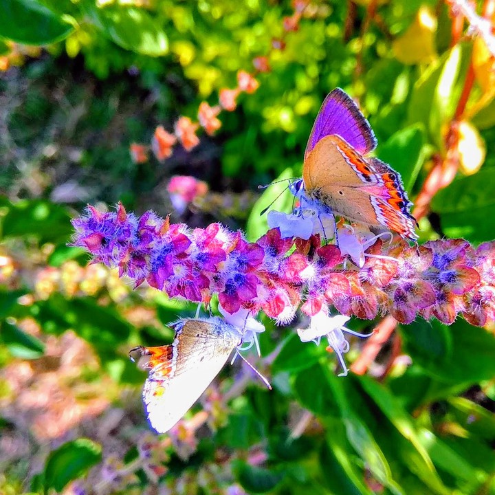 butterfly