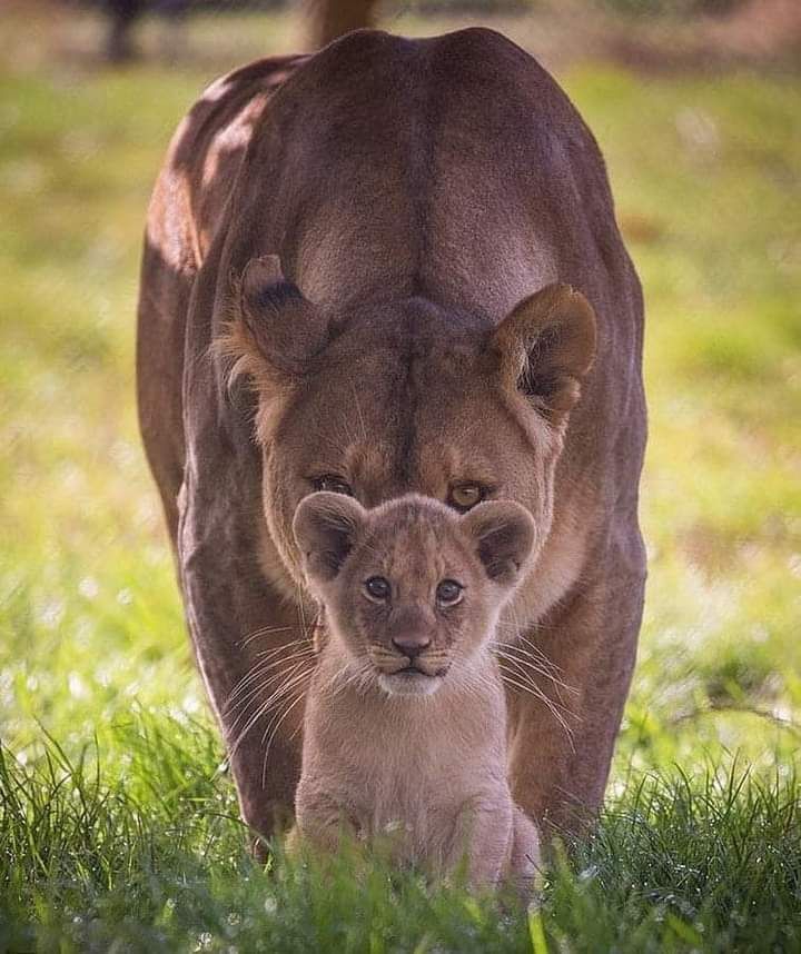 Motherly