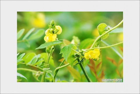тапети legumes, caesalpinia